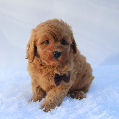 Charles - Available 7/23
