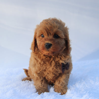 Charles - Available 7/23