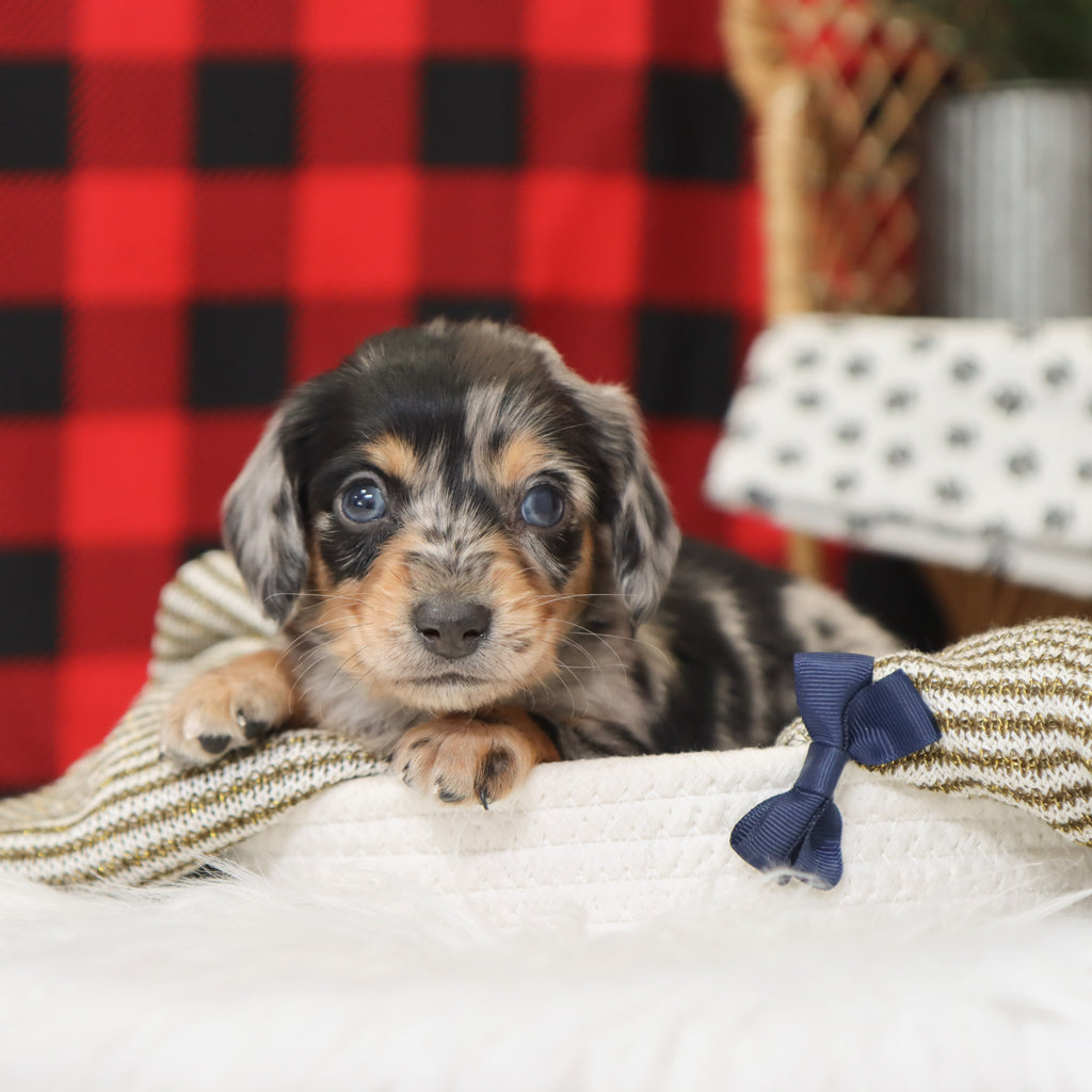 Street - Available 1/14