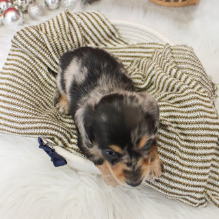 Street - Available 1/14