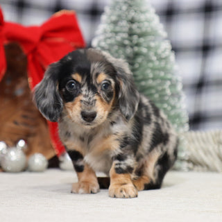 Street - Available 1/14