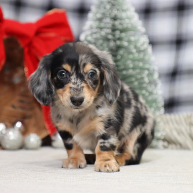 Street - Available 1/14