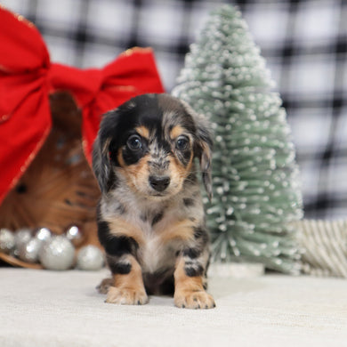 Street - Available 1/14