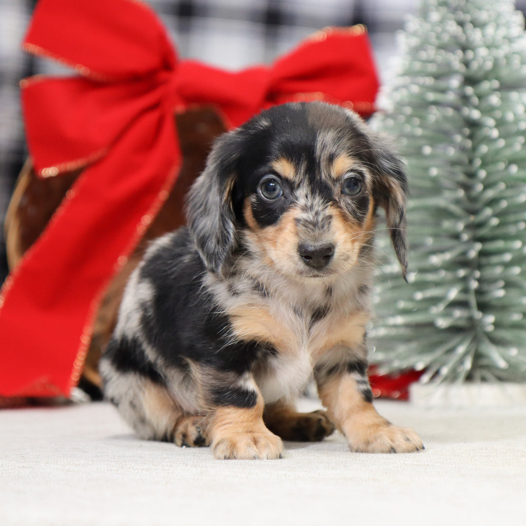 Street - Available 1/14