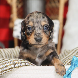 Ron - Available 1/14