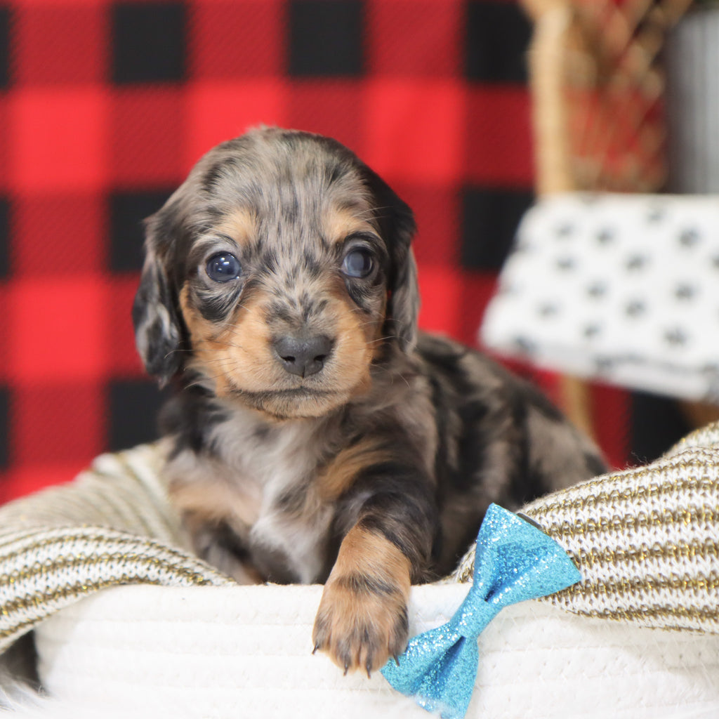 Ron - Available 1/14