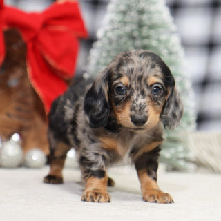 Ron - Available 1/14