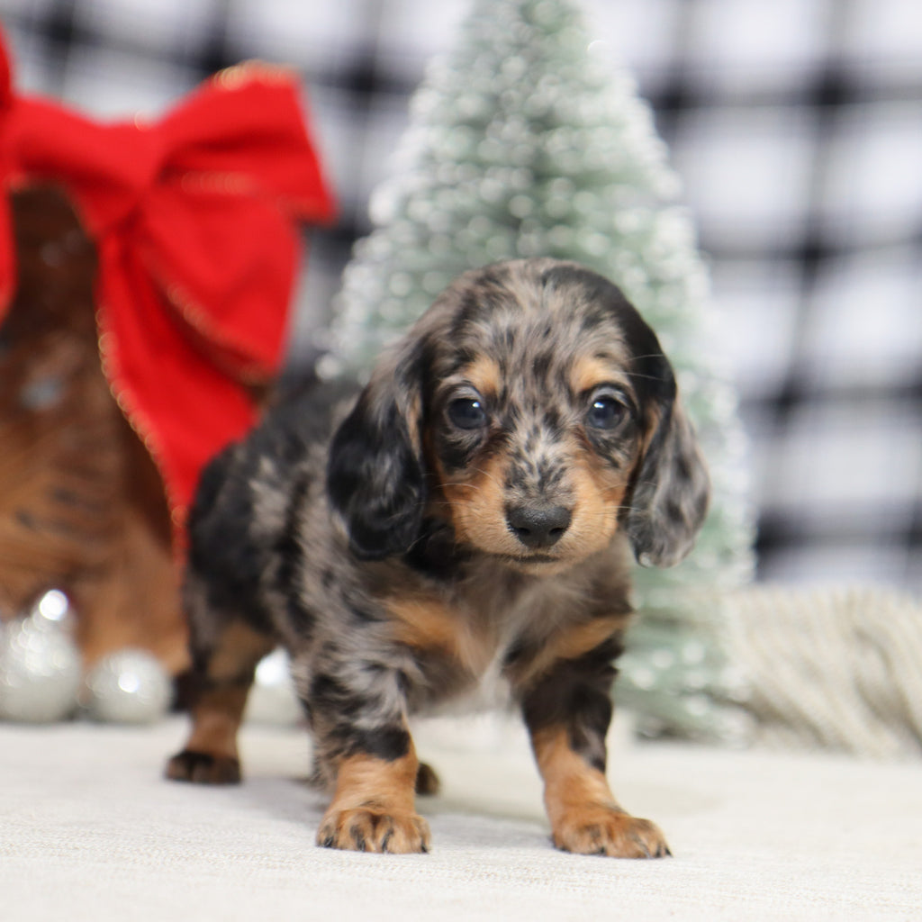 Ron - Available 1/14