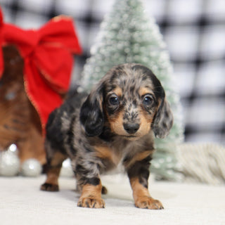 Ron - Available 1/14