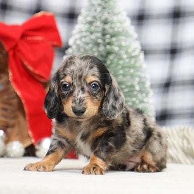 Ron - Available 1/14