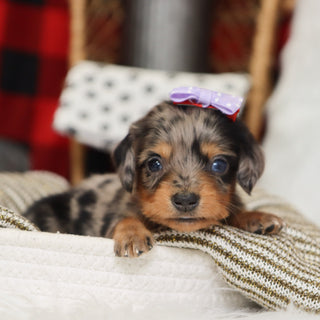 Samantha - Available 1/14