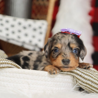 Samantha - Available 1/14