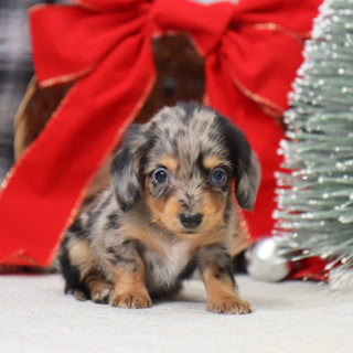 Samantha - Available 1/14