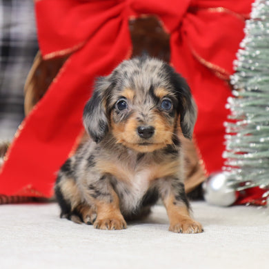 Samantha - Available 1/14