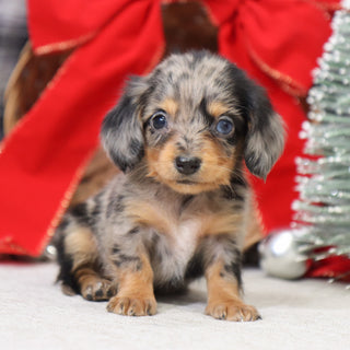 Samantha - Available 1/14