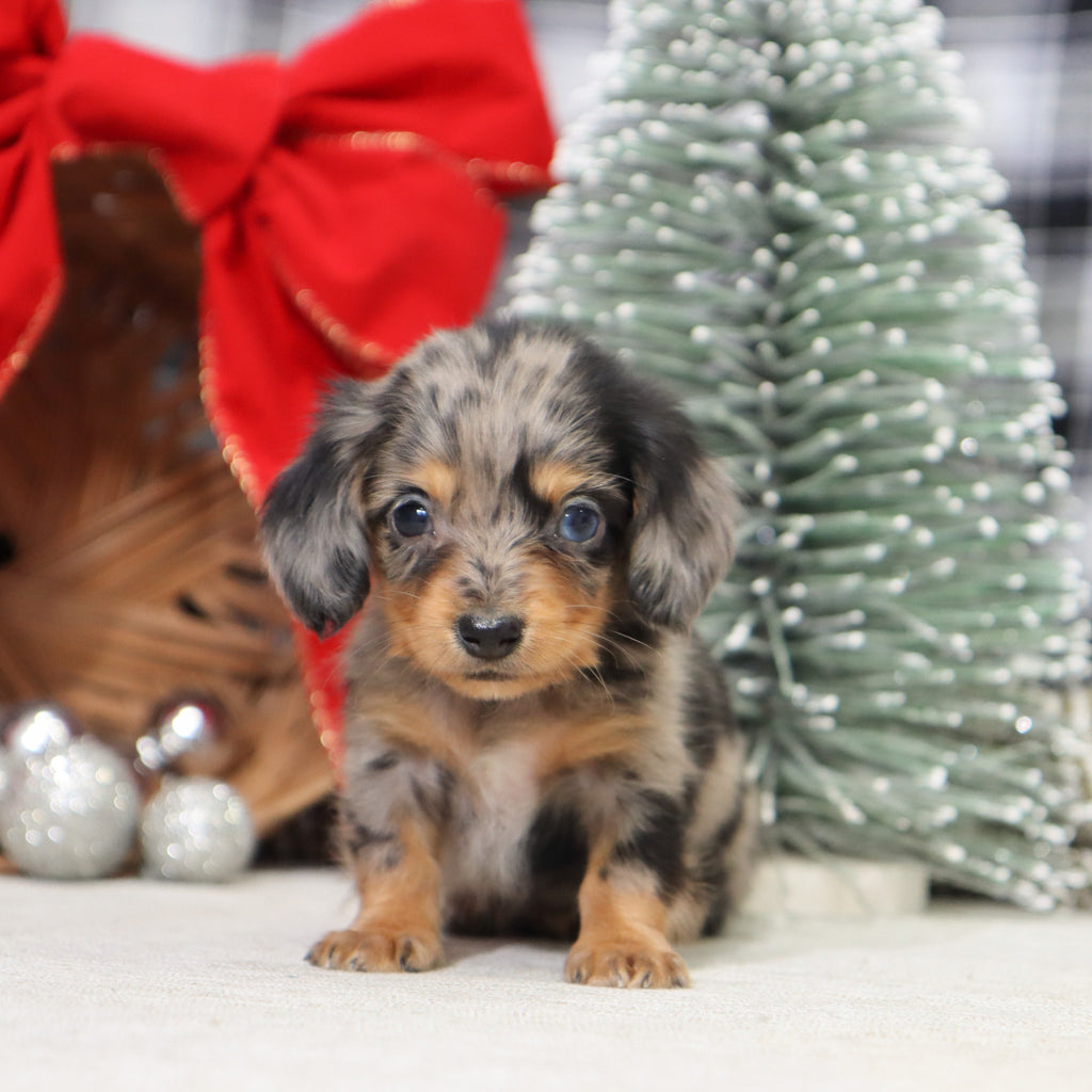 Samantha - Available 1/14