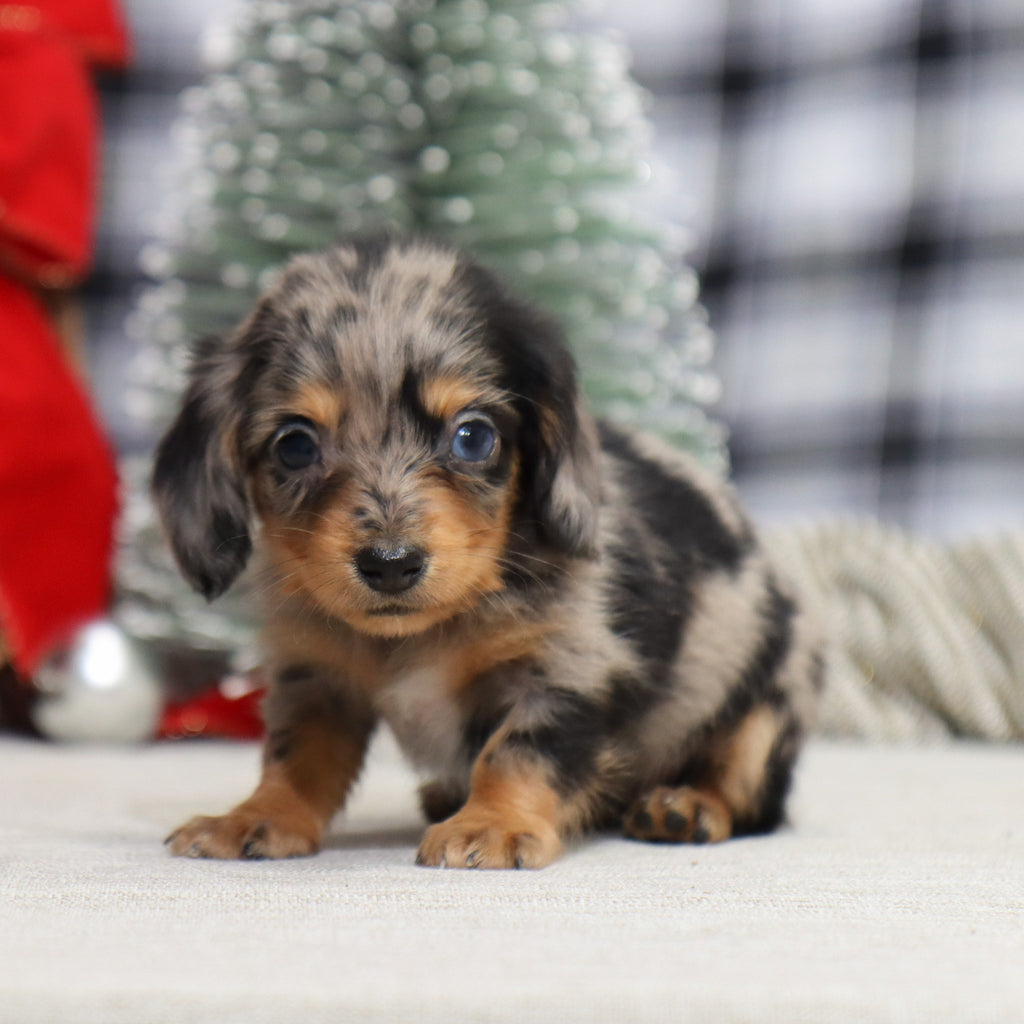 Samantha - Available 1/14