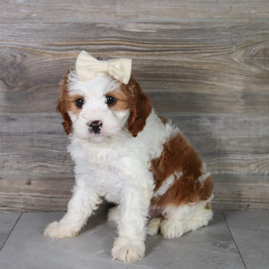 Teena - Available 5/14