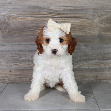 Teena - Available 5/14
