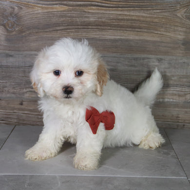 Louie - Available 5/14