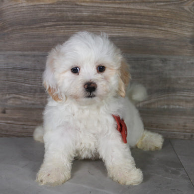 Louie - Available 5/14