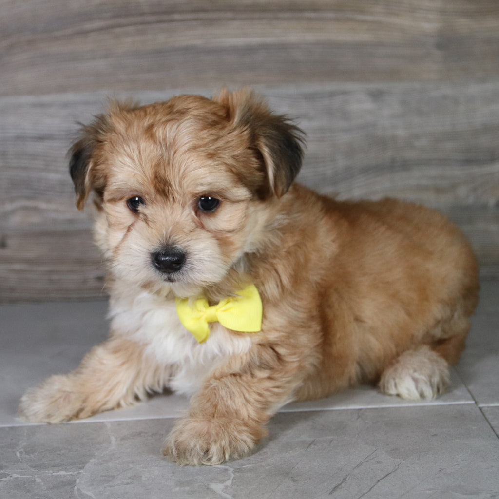 Halton - Available 5/14