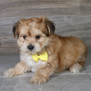 Halton - Available 5/14