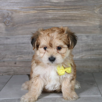 Halton - Available 5/14