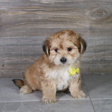 Halton - Available 5/14