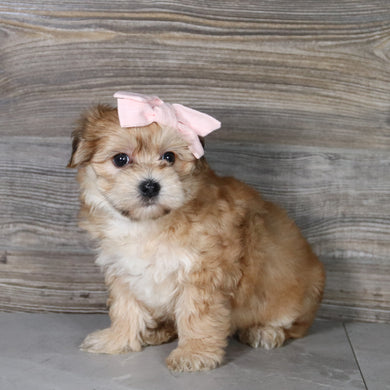 Skylar - Available 5/14