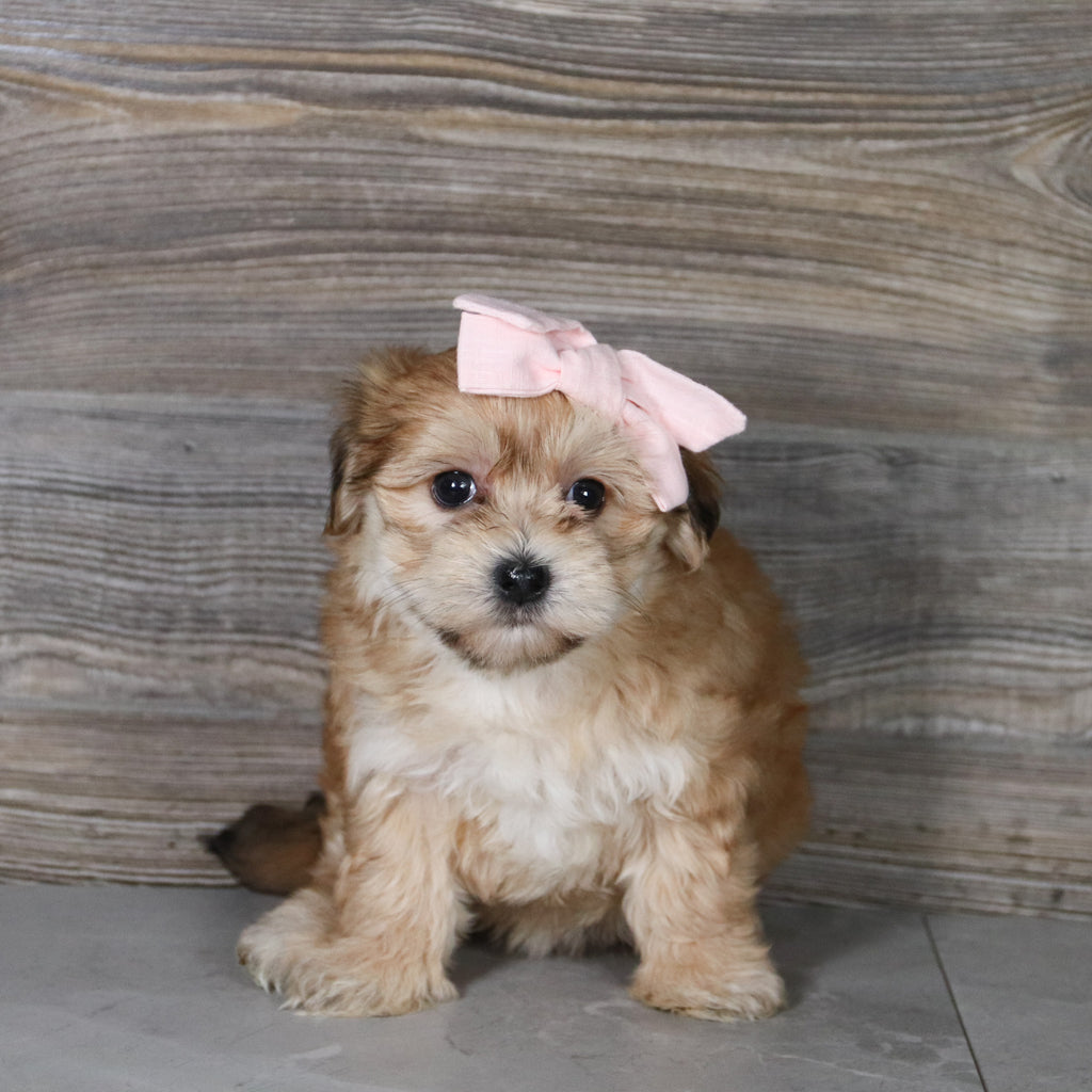 Skylar - Available 5/14
