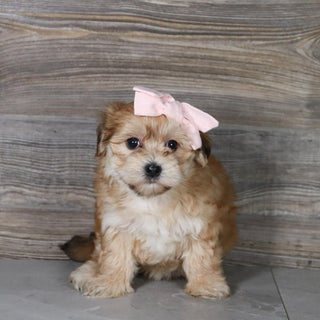 Skylar - Available 5/14