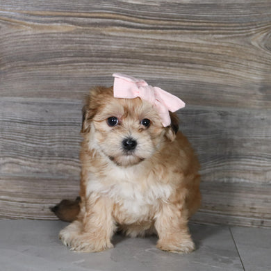 Skylar - Available 5/14