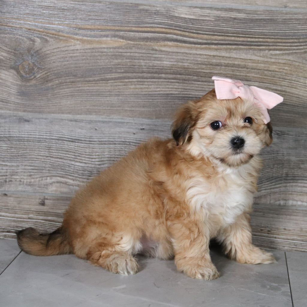 Skylar - Available 5/14