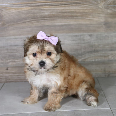 Bitzy - Available 5/14