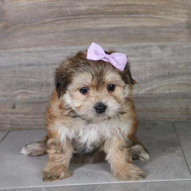 Bitzy - Available 5/14