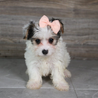 Audra - Available 5/21