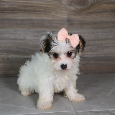 Audra - Available 5/21