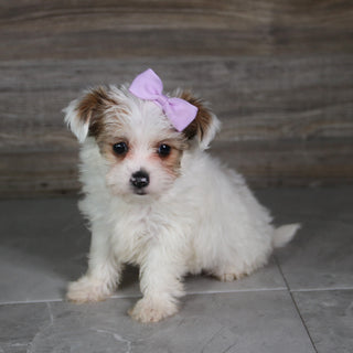 Alice - Available 5/21