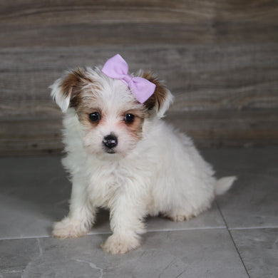 Alice - Available 5/21