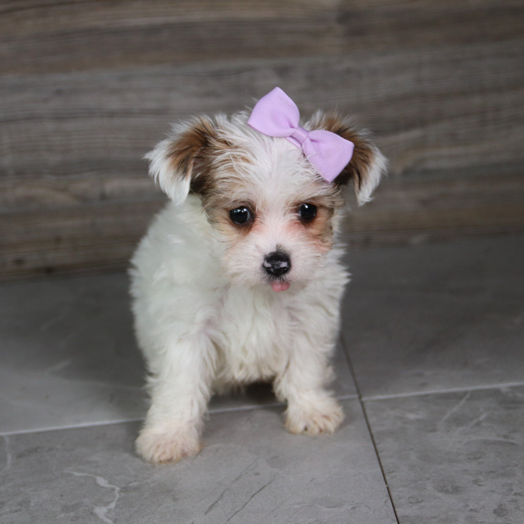 Alice - Available 5/21