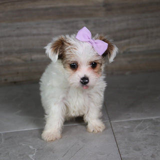 Alice - Available 5/21