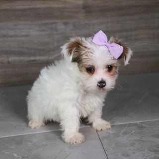 Alice - Available 5/21