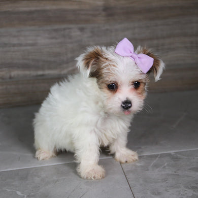 Alice - Available 5/21