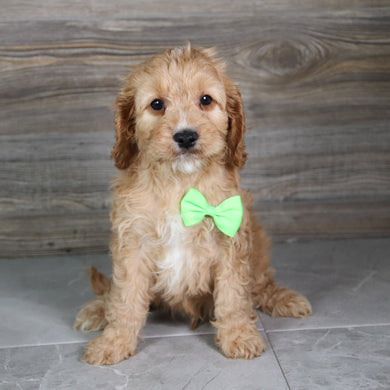 Kaiser - Available 5/21