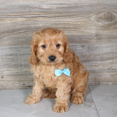 Xavier - Available 5/21