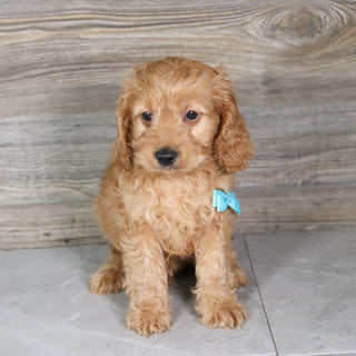 Xavier - Available 5/21
