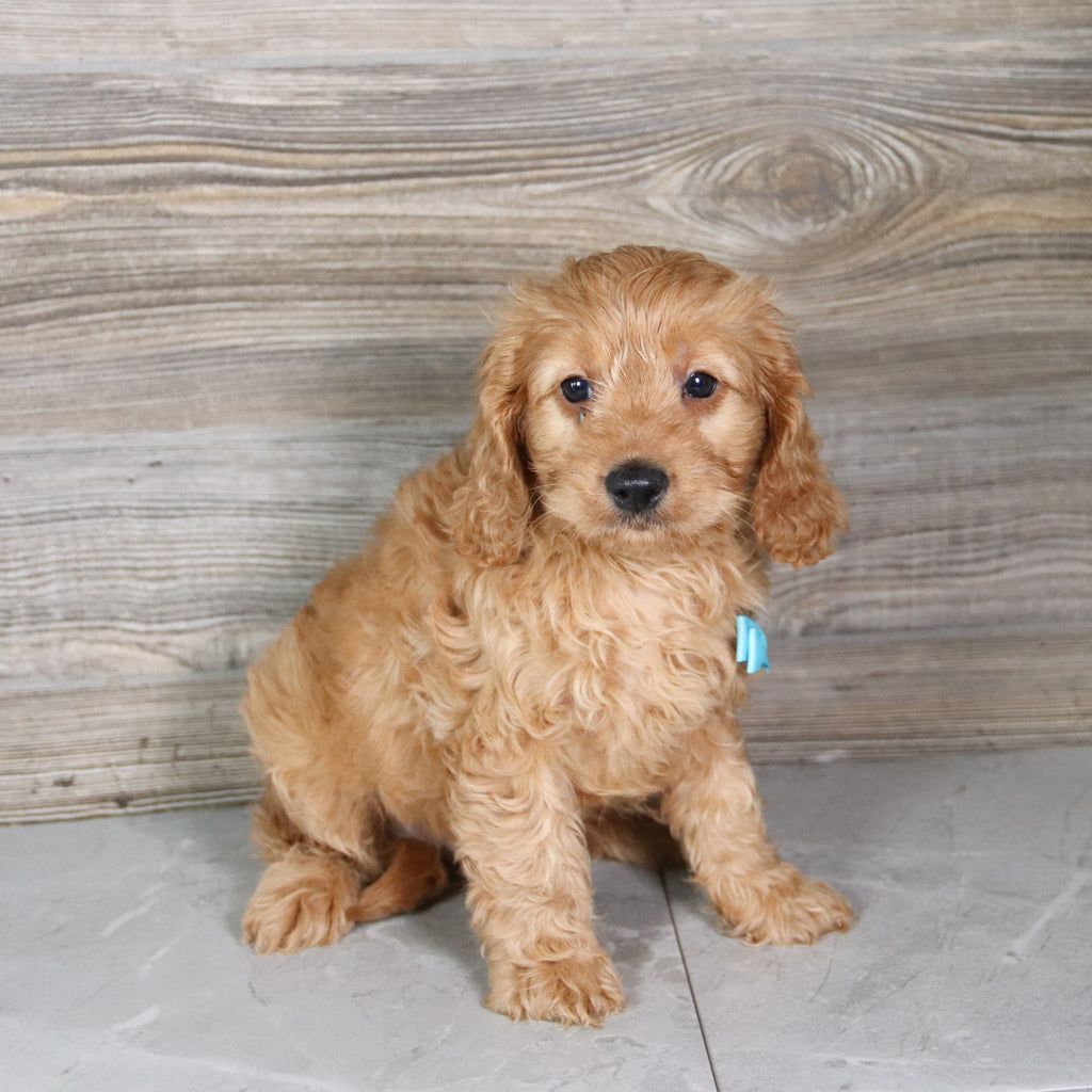 Xavier - Available 5/21