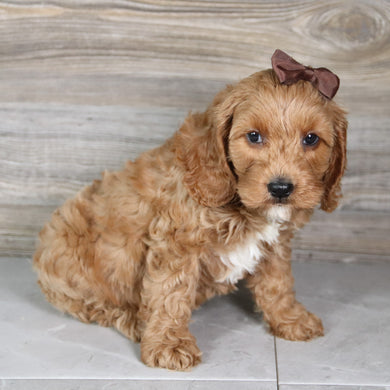 Paisley - Available 5/21