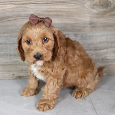 Paisley - Available 5/21